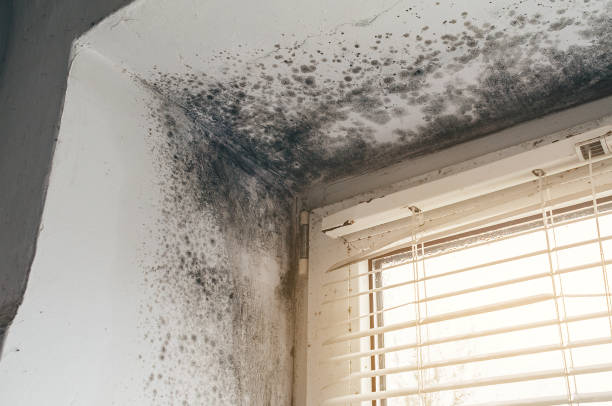 Affordable Attic Mold Remediation solutions in Woodward, PA